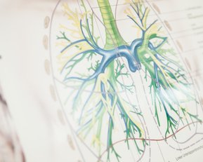 Diagramm der menschlichen Lunge mit den Hauptbronchien und Bronchiolen, farblich gekennzeichnet zur Veranschaulichung der Atemwege.